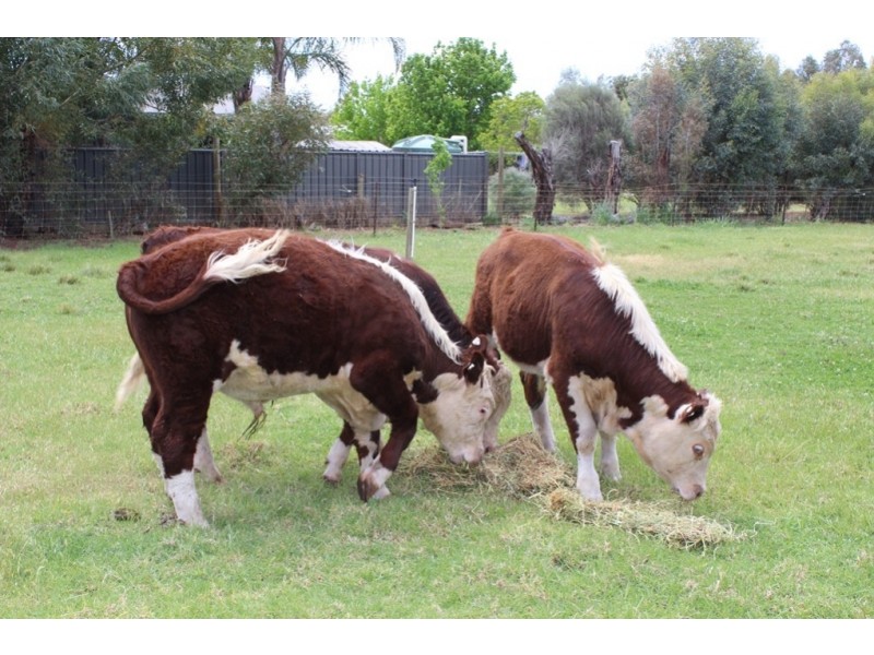 16 Woolstons Lane, Swan Hill VIC 3585