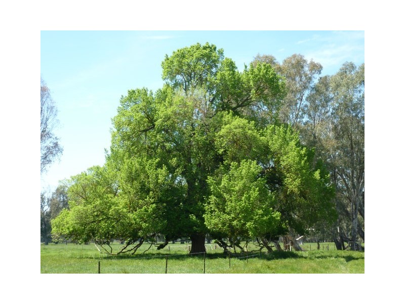 650 Oxley Flats Road, Oxley Flats VIC 3678