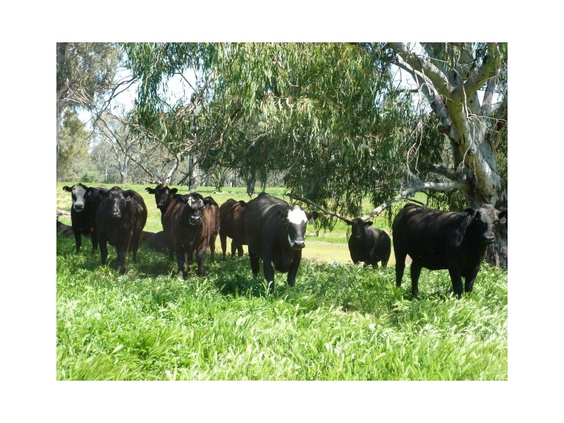 650 Oxley Flats Road, Oxley Flats VIC 3678