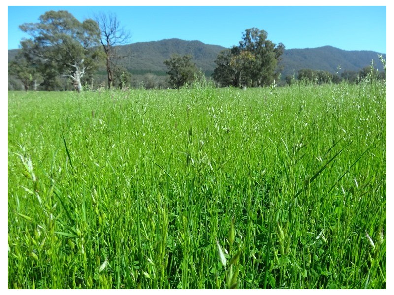 Bridge Creek VIC 3723
