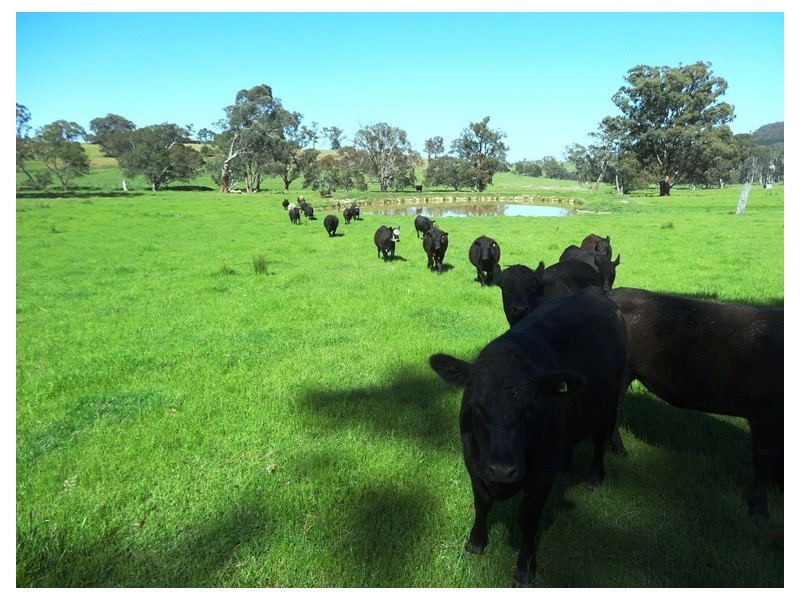 Bridge Creek VIC 3723