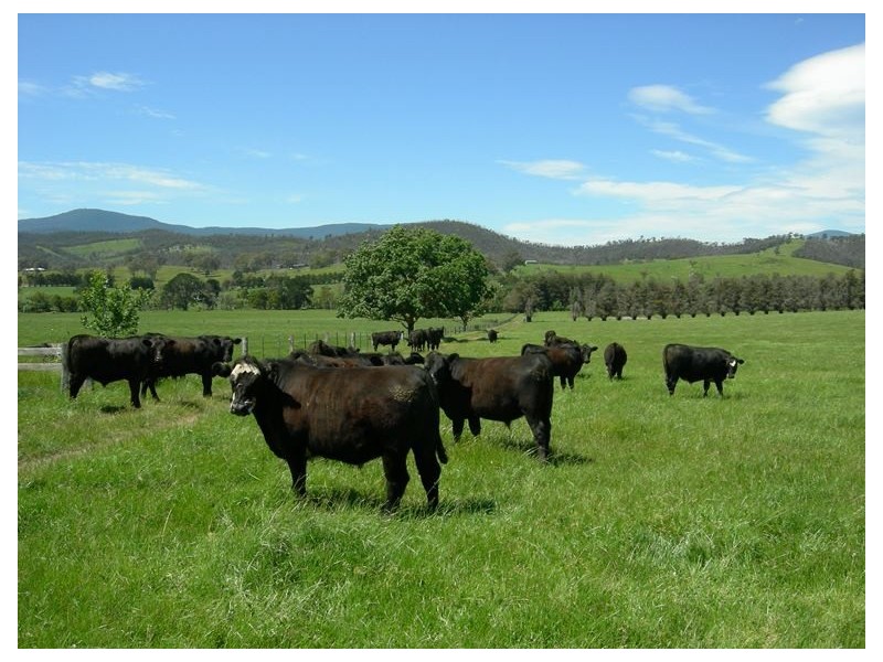 104-106 Bleases Lane, Yarra Glen VIC 3775