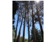 Sawmill Settlement VIC 3723