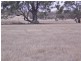 . St Arnaud-Dunolly Rd, Emu VIC 3475
