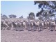 . St Arnaud-Dunolly Rd, Emu VIC 3475