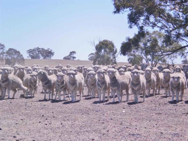 . St Arnaud-Dunolly Rd, Emu VIC 3475