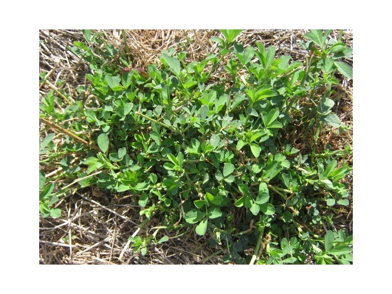 Lot 1/ 230 Terrett Road, Benalla VIC 3672