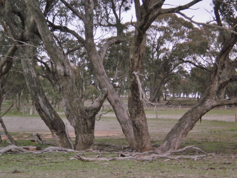 . Wardle Rd, Slaty Creek VIC 3477