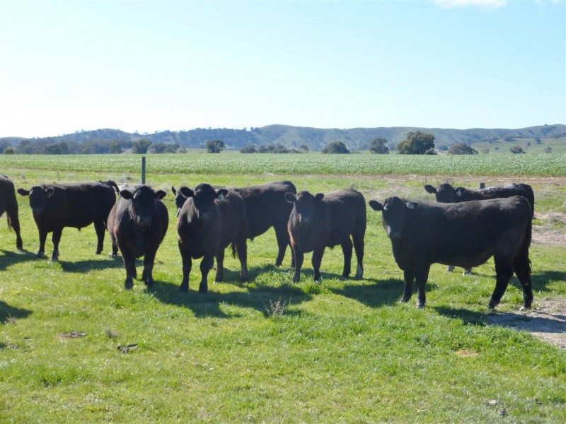 . Barkly Rd, Barkly VIC 3384