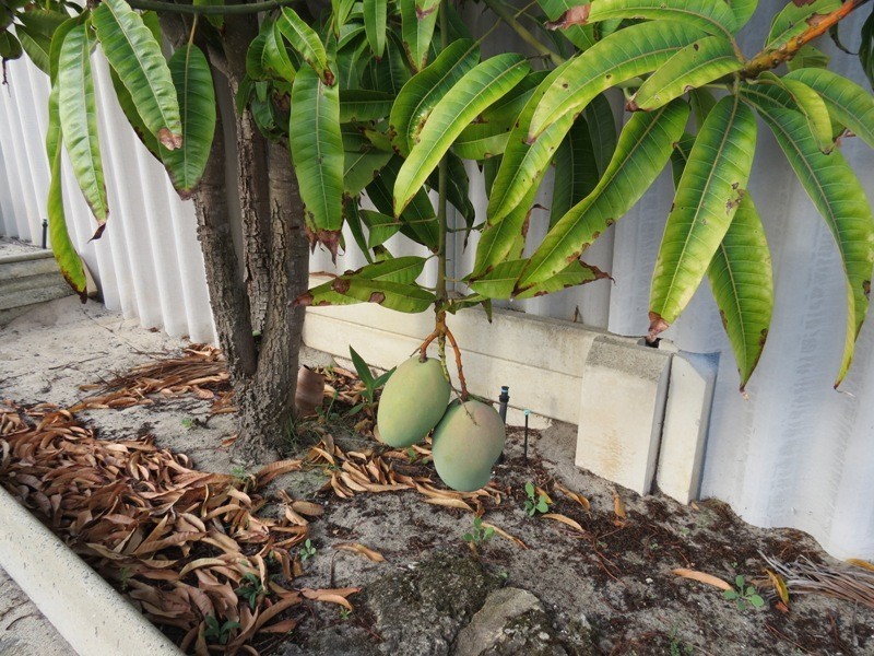 21 Dundee Street, Leeming WA 6149