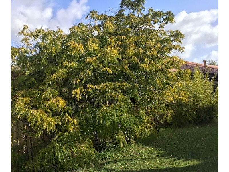 4 PEAK COURT, Leeming WA 6149