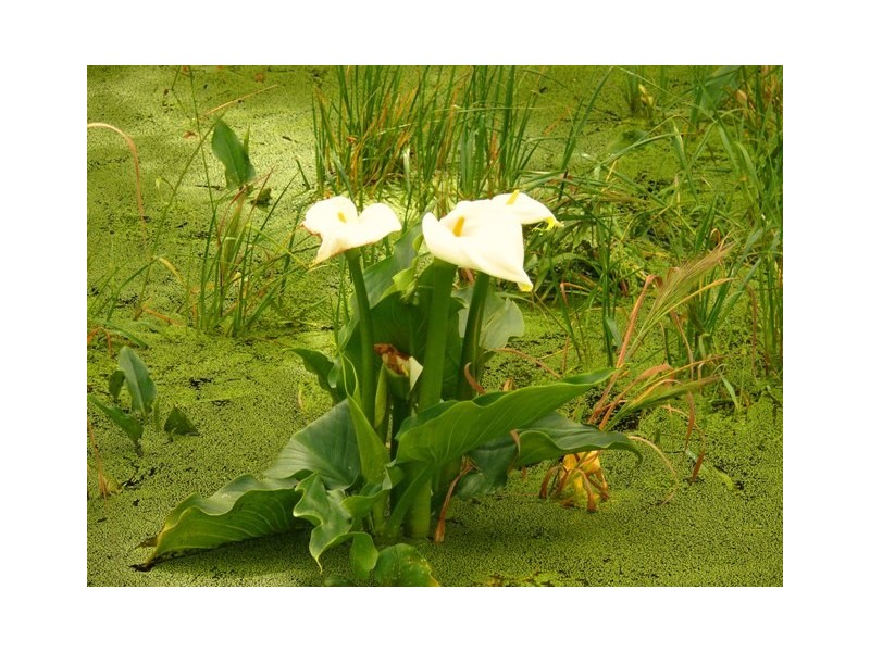 408 Wentworth Parade, Success WA 6164