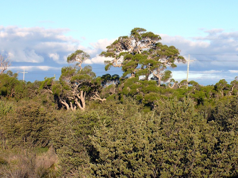 32 Grampian Crescent, Aubin Grove WA 6164