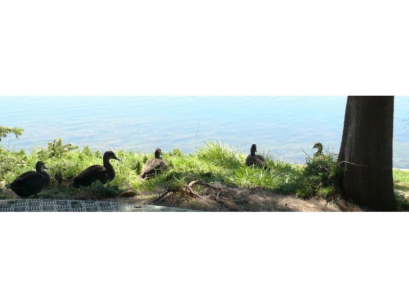 74 Lesueur Pass, Beeliar WA 6164