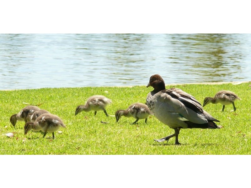 11 Catspaw Avenue, Beeliar WA 6164