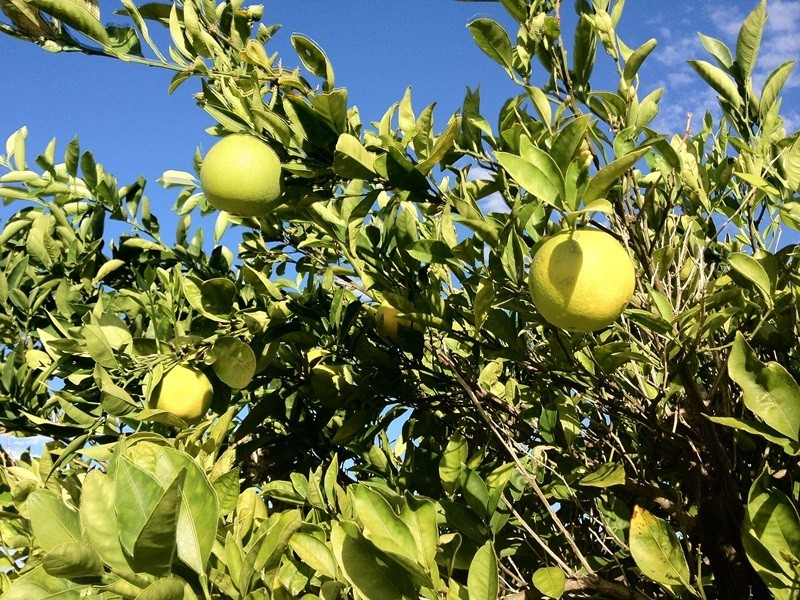 3 Wilmot Close, Atwell WA 6164