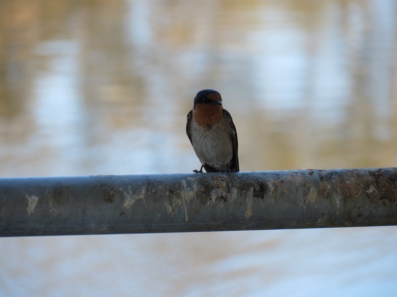 47 Aurora Drive, Atwell WA 6164