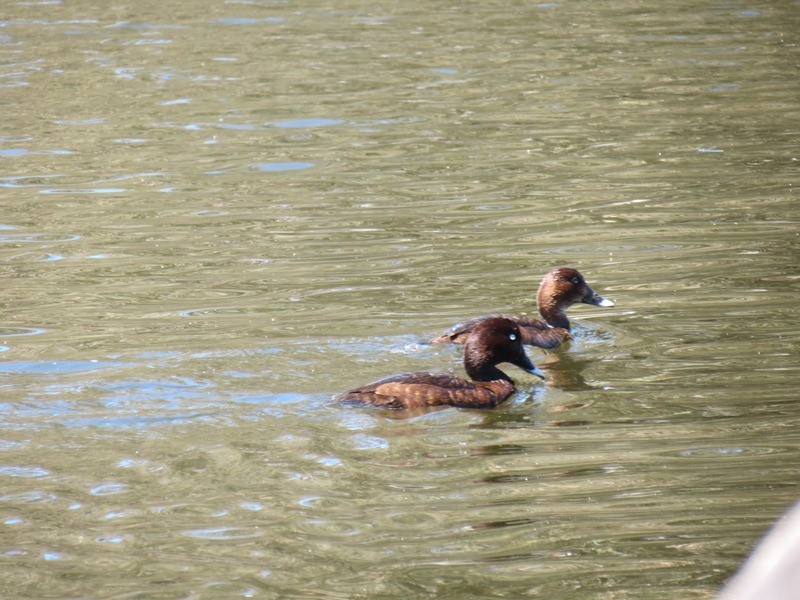 47 Aurora Drive, Atwell WA 6164