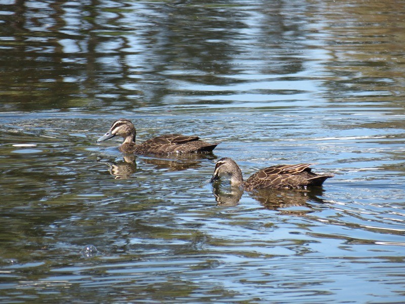 47 Aurora Drive, Atwell WA 6164