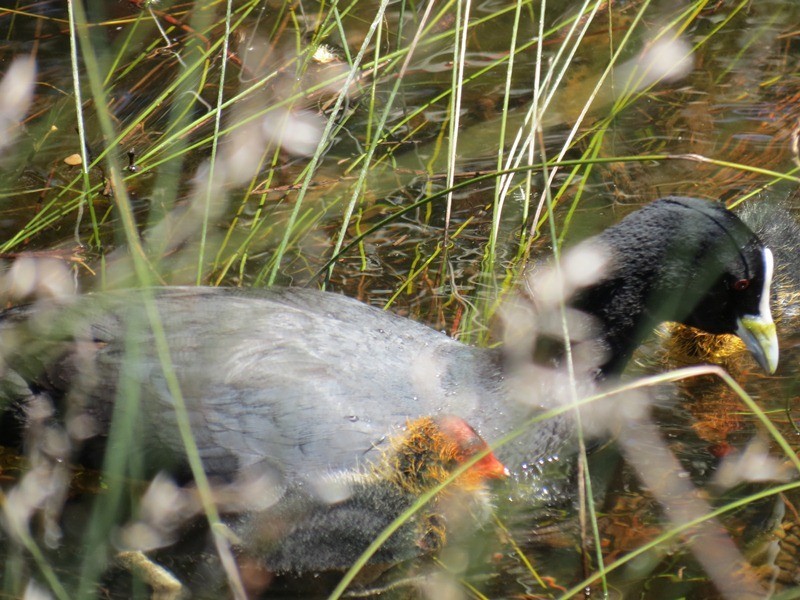 47 Aurora Drive, Atwell WA 6164