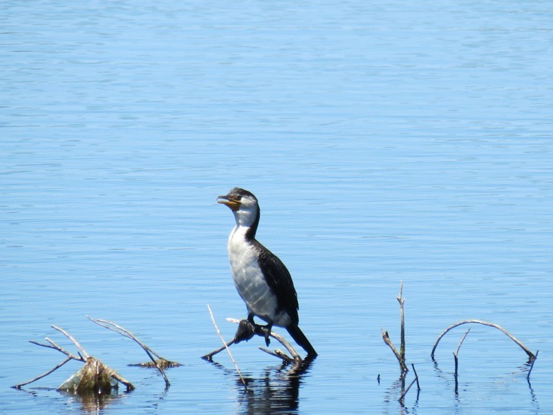 4/16 Rambutan Place, South Lake WA 6164