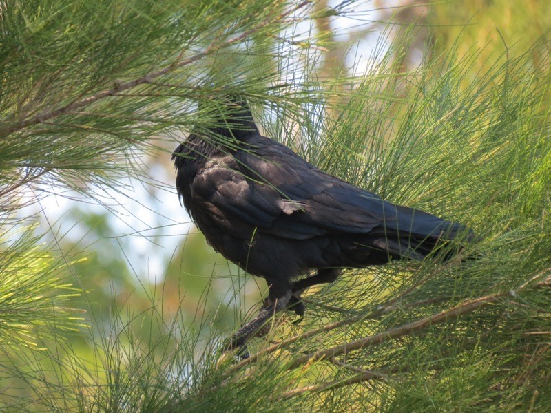 4/16 Rambutan Place, South Lake WA 6164