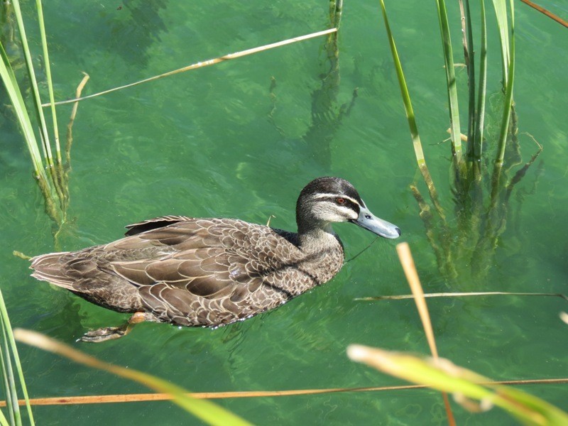 29 Gareth Lane, Baldivis WA 6171