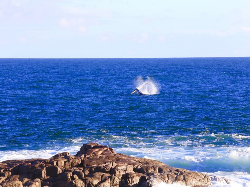 16 The Mainsail, Boat Harbour NSW 2316