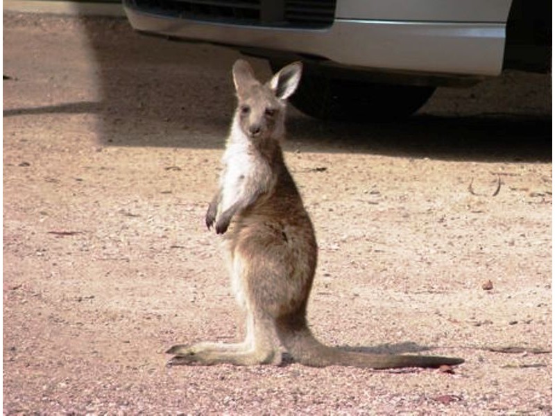 9 Waropara Road, Medowie NSW 2318