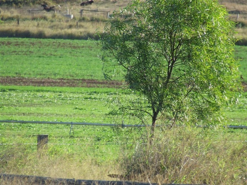 Gatton QLD 4343