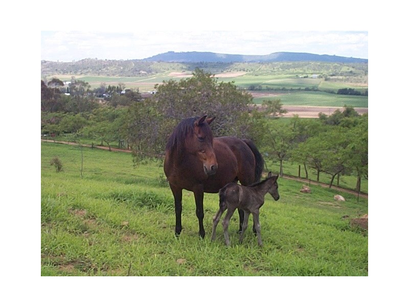 Upper Tenthill QLD 4343