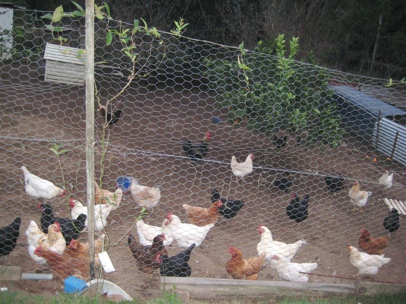 39 Illoura Gr, Karana Downs QLD 4306