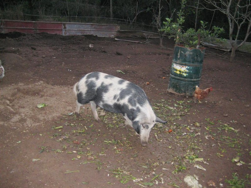 39 Illoura Gr, Karana Downs QLD 4306