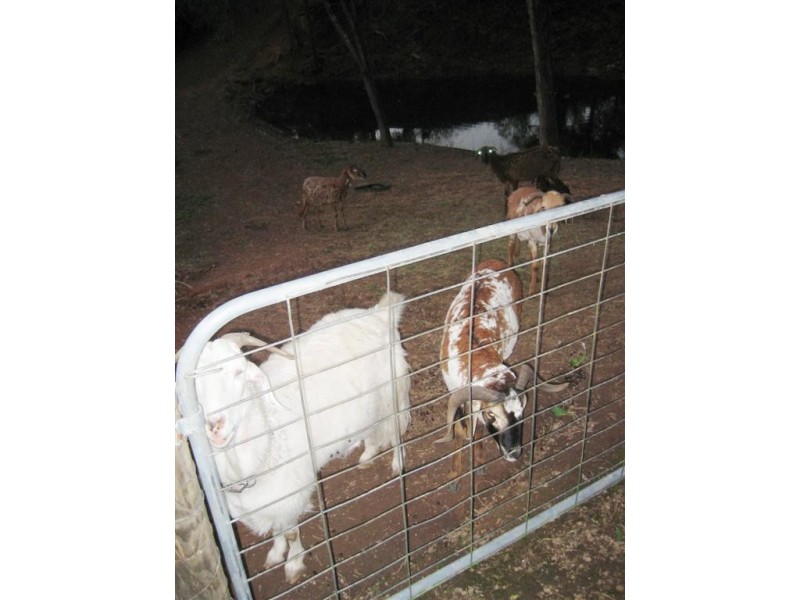 39 Illoura Gr, Karana Downs QLD 4306