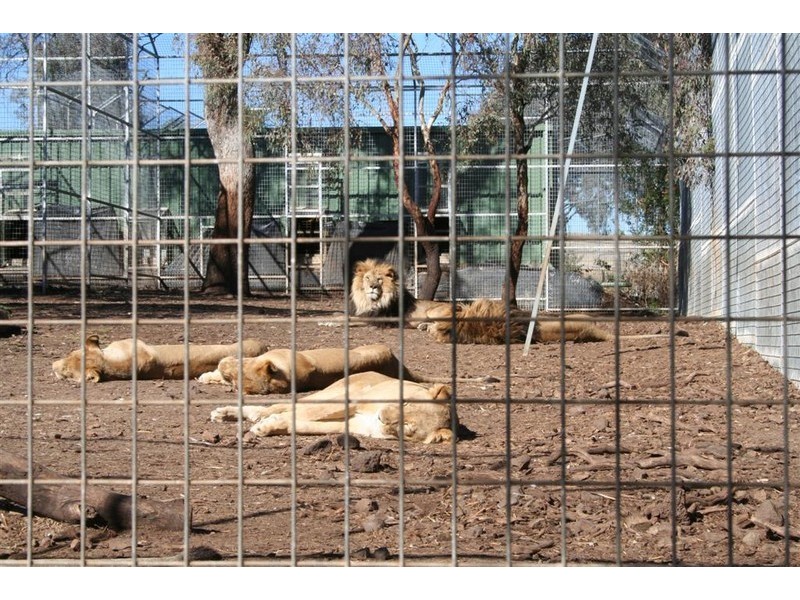 21 Baines Street, Pilton QLD 4361