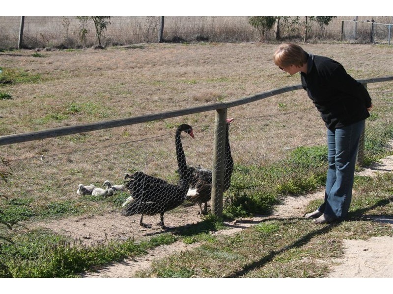 21 Baines Street, Pilton QLD 4361