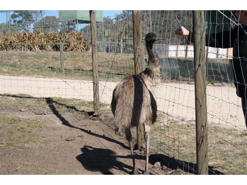 21 Baines Street, Pilton QLD 4361