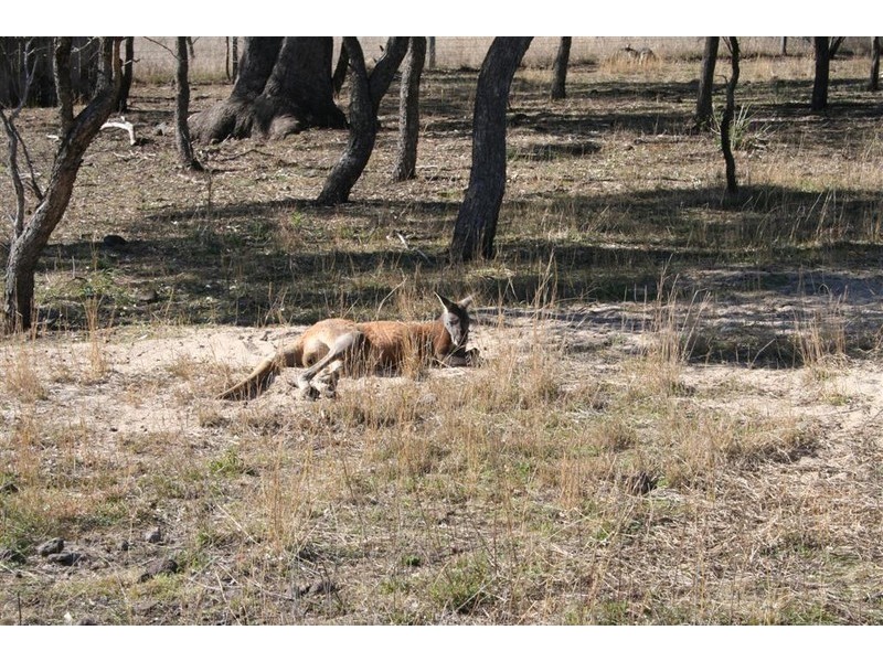 21 Baines Street, Pilton QLD 4361