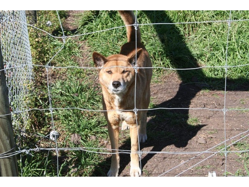 21 Baines Street, Pilton QLD 4361