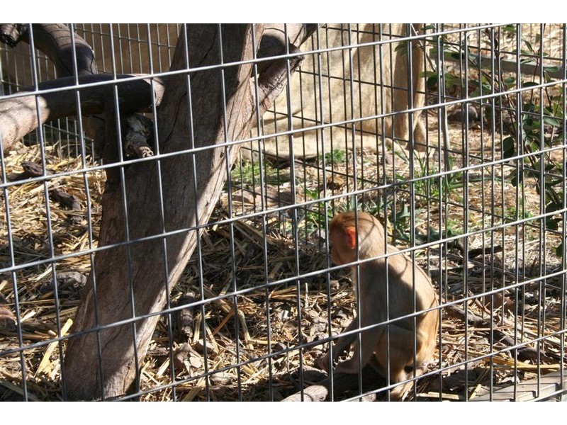 21 Baines Street, Pilton QLD 4361