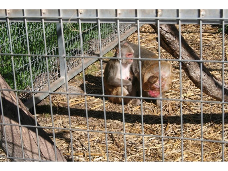 21 Baines Street, Pilton QLD 4361