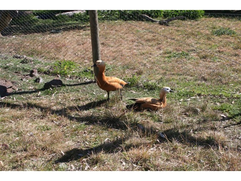 21 Baines Street, Pilton QLD 4361