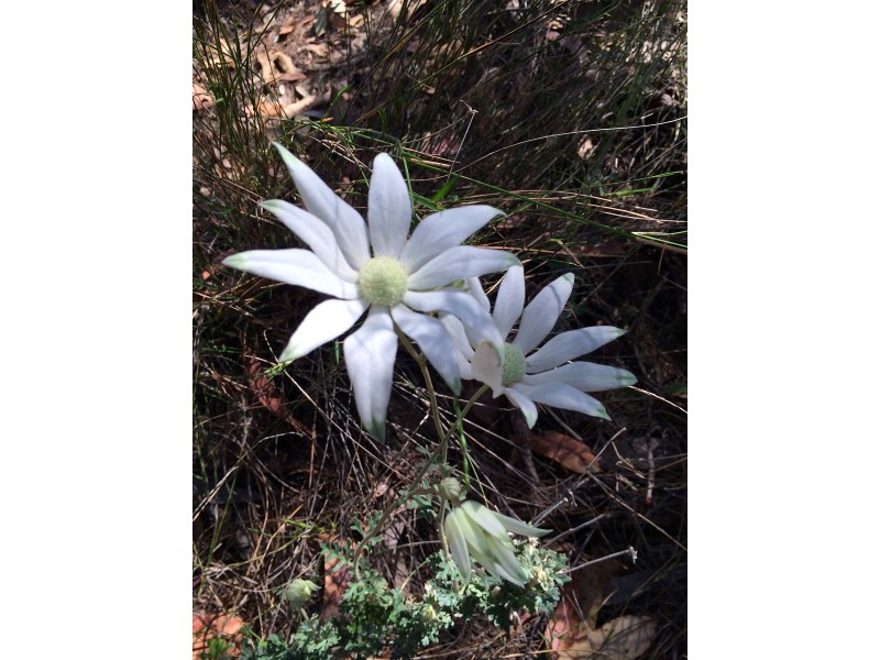 475 Webbs Creek Road, Webbs Creek NSW 2775