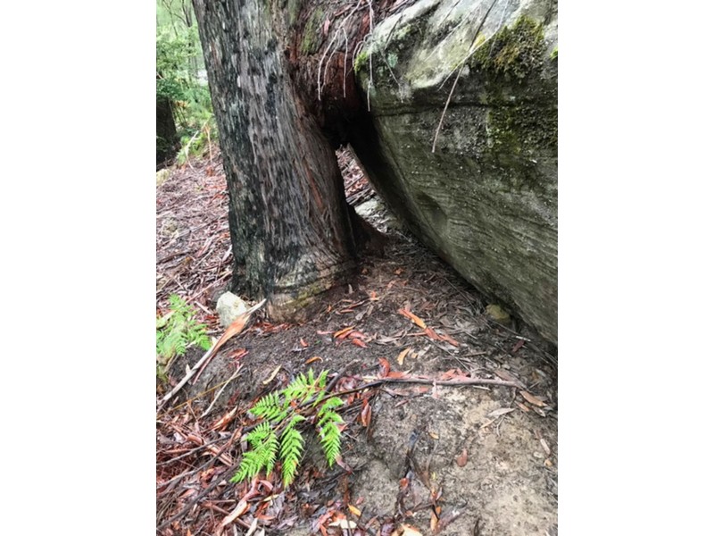 475 Webbs Creek Road, Webbs Creek NSW 2775