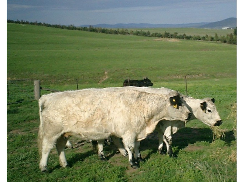 180 Majors Creek Road, Braidwood NSW 2622