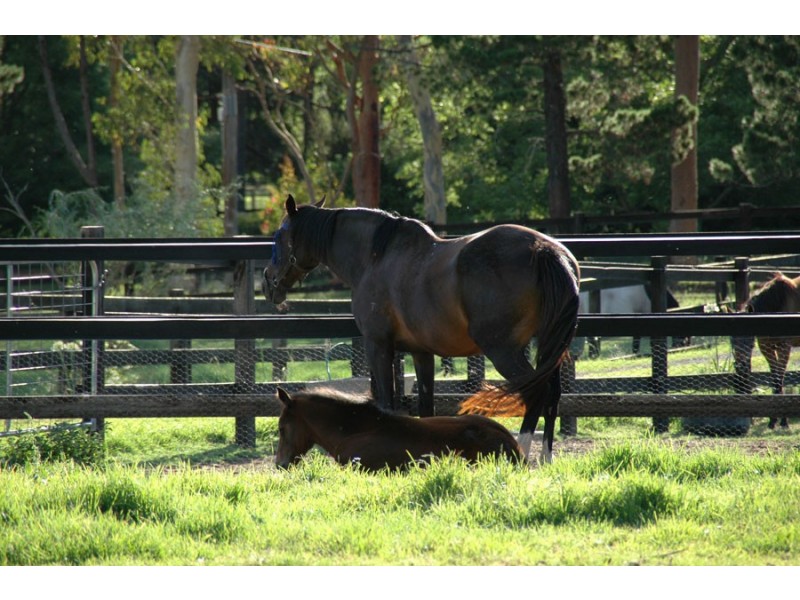 8 Chadd Street, Galston NSW 2159