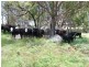 Tenterfield NSW 2372
