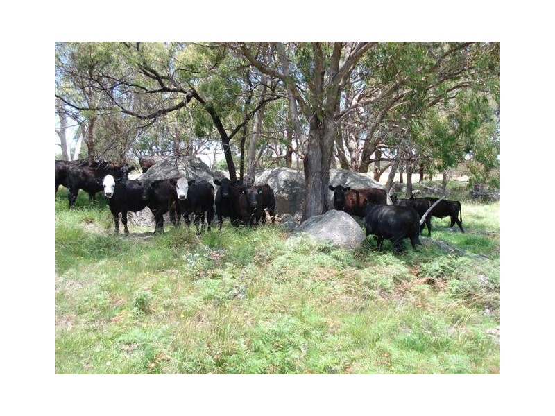 Tenterfield NSW 2372