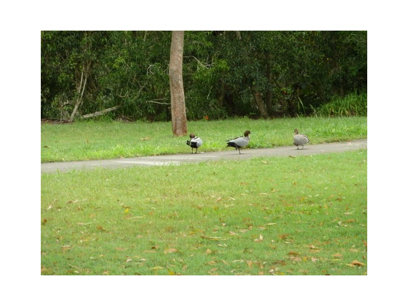 1 Pannikin Place, Thornlands QLD 4164