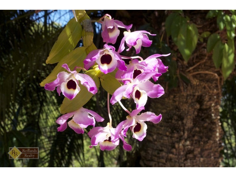 353 Woodlands Drive, Sheldon QLD 4157